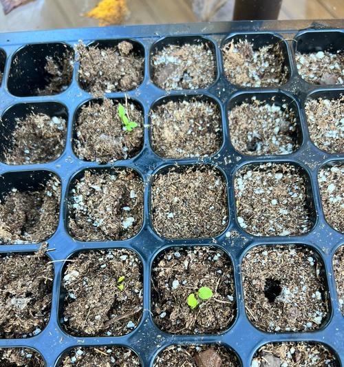大花飞燕草的最佳播种时间（种植技巧、养护要点及注意事项）