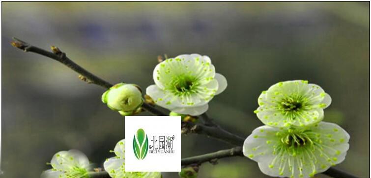 四季梅花期长短，你知道吗？（详解四季梅花期的奥秘）