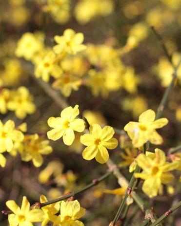 迎春花，新春的使者（了解迎春花的品种、特点及文化背景）
