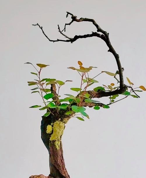 如何正确摘心打顶桂花树——技巧详解（学会这些技巧，让你的桂花树更加茂盛美丽）