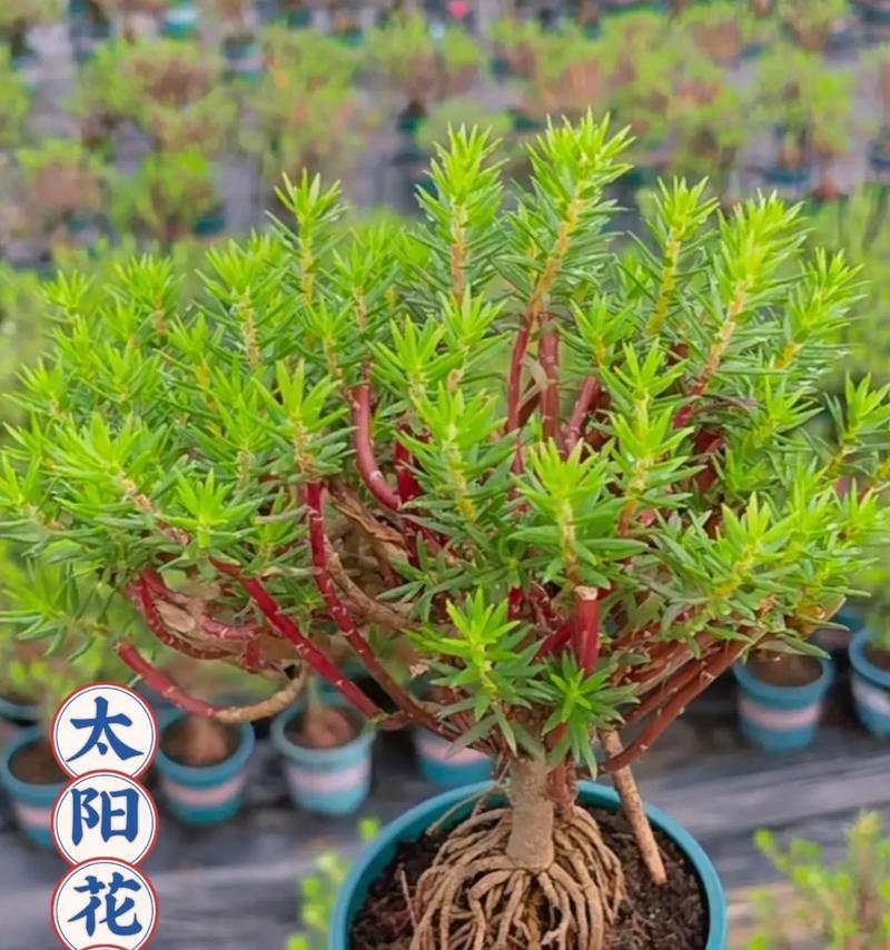 超级向日葵——多年生的美丽植物（超级向日葵的种植与养护）