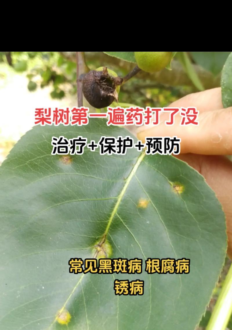 梨树病虫害防治技术与方法措施（科学防治保障果树生长）