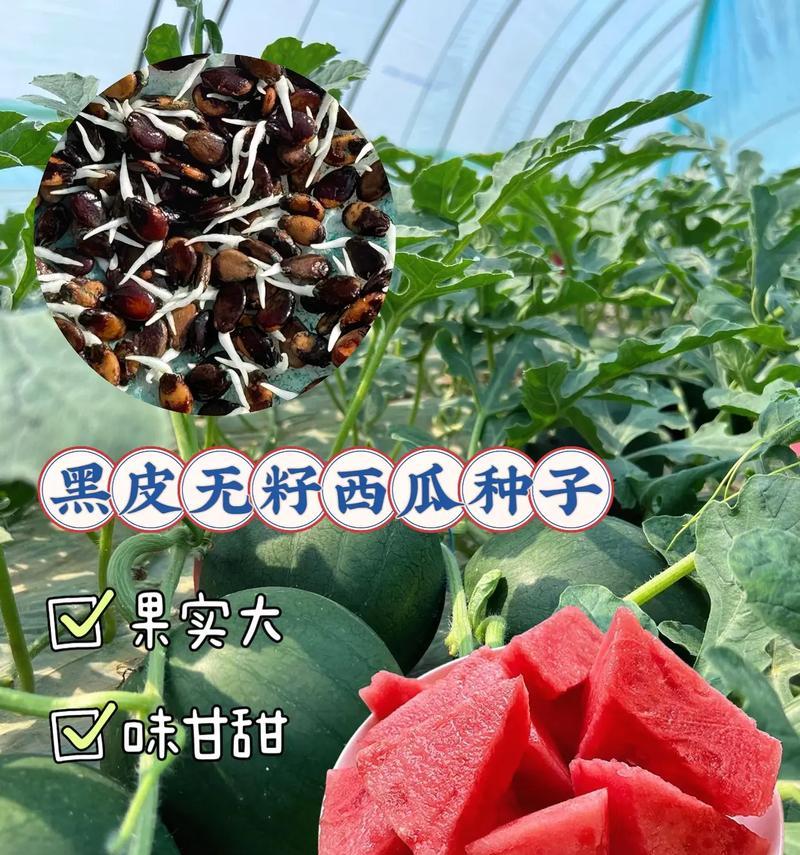无籽西瓜的真相（你所不知道的种子）