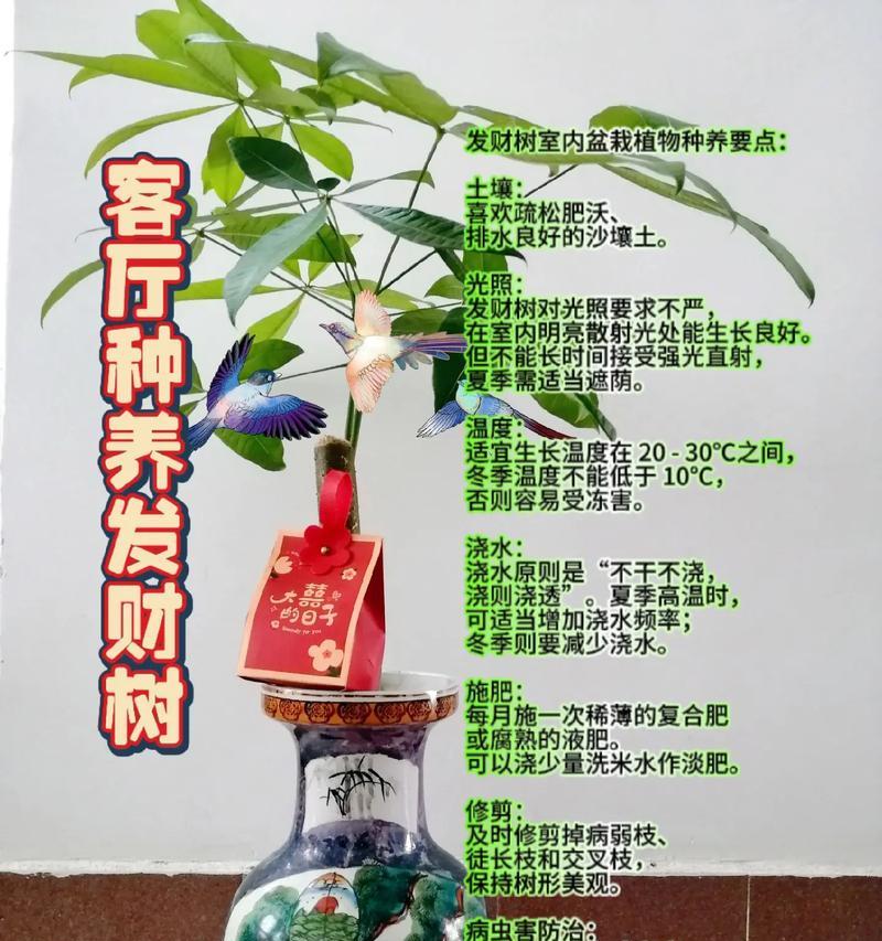 发财树水培养殖方法和注意事项（打造高颜值家居绿植，享受纯净空气）