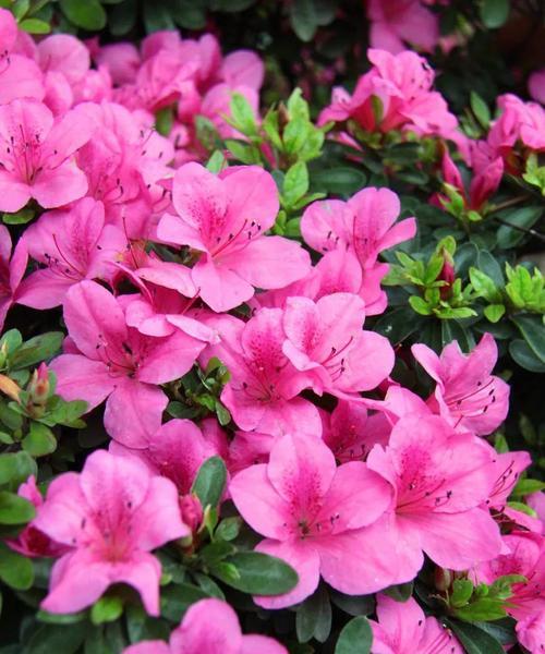 杜鹃花（揭开世界各国杜鹃花之谜）