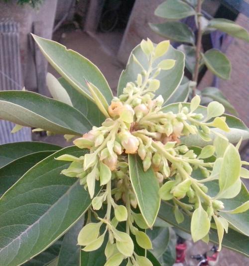 探秘柿子树的开花奥秘（柿子树开花的样子、时间及特点）