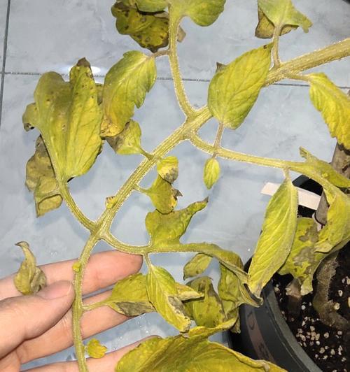 西红柿叶子卷边的原因及解决方法（如何防止西红柿叶子卷边？）