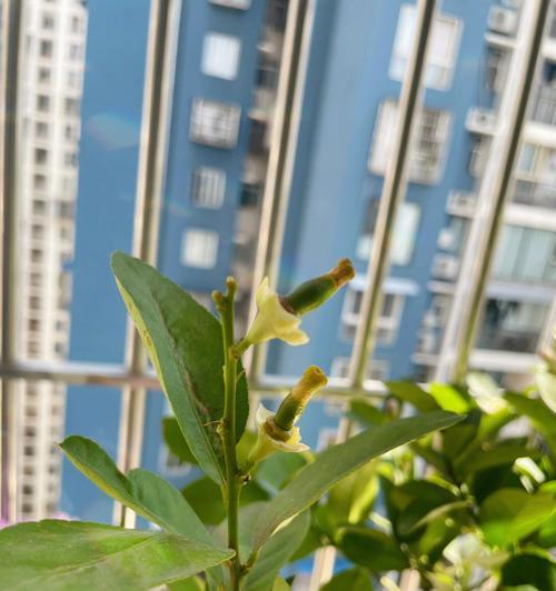 什么时候换盆和换盆土最好（柠檬树的换盆时间和方法）