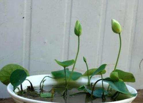睡莲不开花的原因（寻找睡莲不开花的根源，探究解决之道）