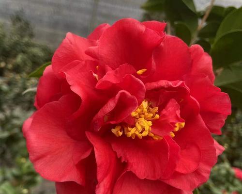 盛宴花海——高档花卉的魅力（欣赏高档花卉的美丽与艺术品质）