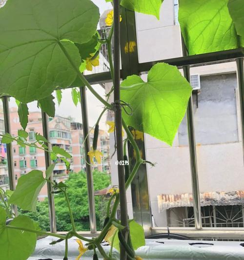 黄瓜水培栽培技巧详解（打造高产优质的黄瓜水培栽培系统）