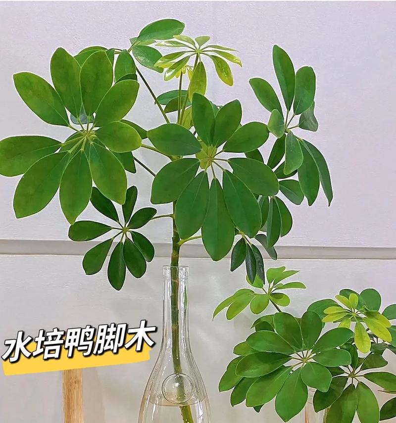 鸭脚木的水培和土培，哪个更好？（探究鸭脚木栽培方式的优缺点）