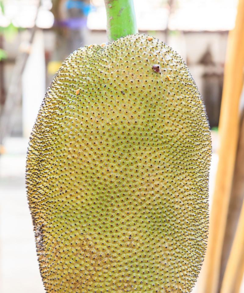 菠萝种植的土壤选择（科学合理的土壤配置能提高产量和品质）