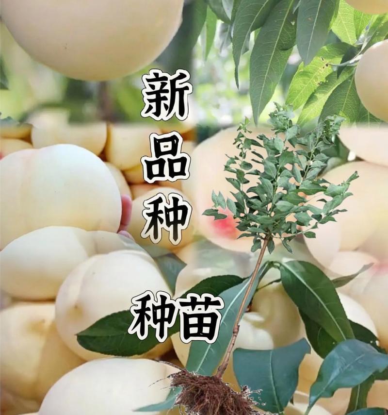 寒梅花开——探讨桃树耐寒极限（桃树在多少度的寒冷中能够存活和生长？）