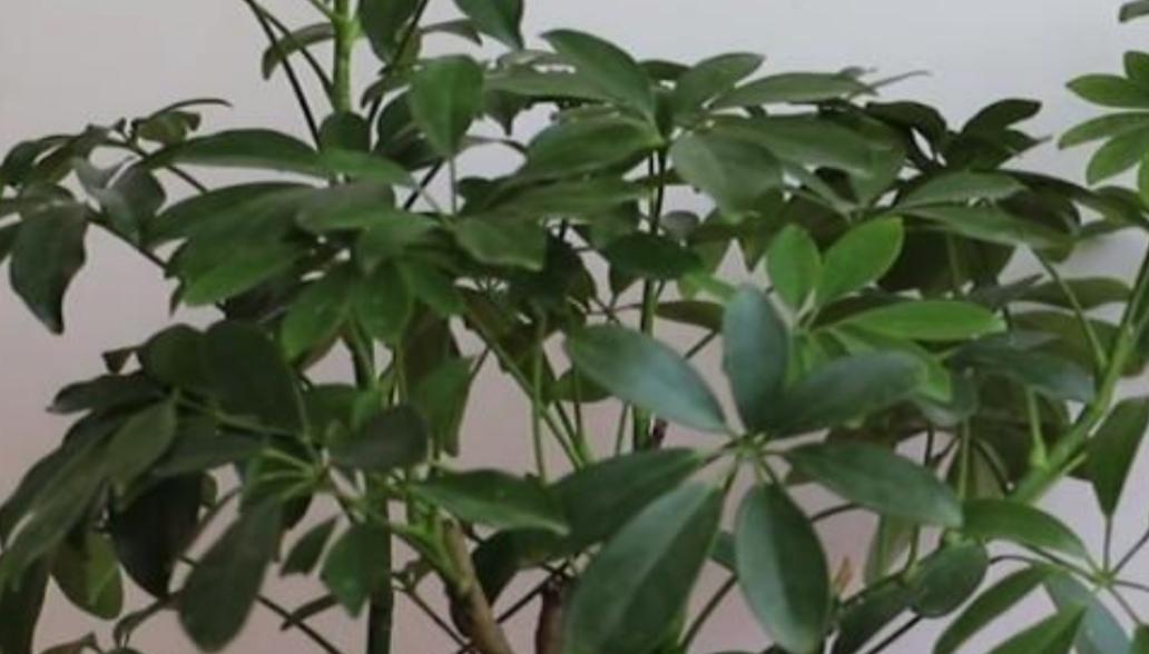 鸭脚木之奇妙用途（揭秘鸭脚木的特性和浇啤酒的方法）