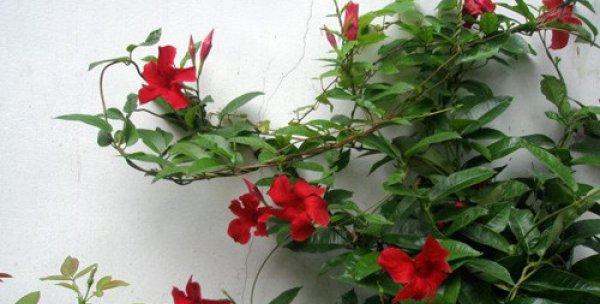 飘香藤冬天会开花吗？探究其花期特点（飘香藤的生长环境与特点）