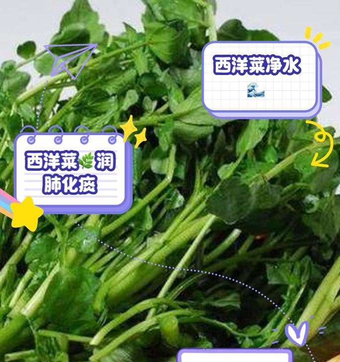探秘西洋菜（西洋菜的别名及营养价值）