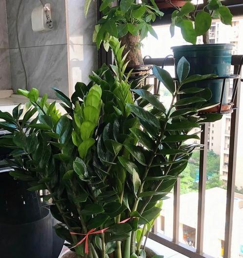 打造舒适学生卧室的必备植物（学生卧室中适合放置的8种植物和其养护方法）