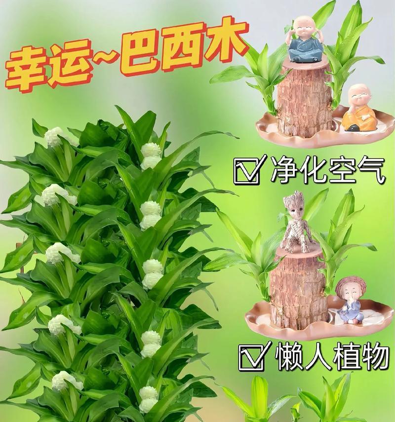 巴西木在室内养护的秘诀（室内养护巴西木的方法、技巧和注意事项）