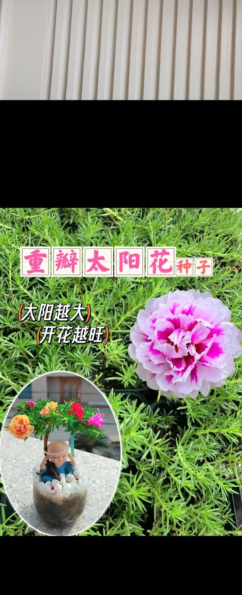 太阳花种植指南（打造自己的太阳花田，让生活充满阳光和希望）