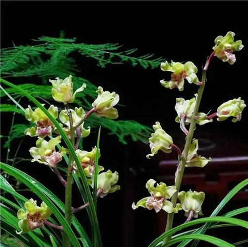 兰花的风水寓意与摆放位置（兰花的良好风水能为您带来什么？）