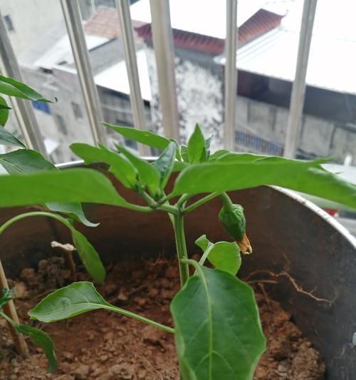 如何快速让辣椒发芽？（培育优质辣椒的秘诀）