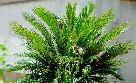 铁树最适合的肥料种类及使用方法（学会科学施肥，让铁树生长更健康）