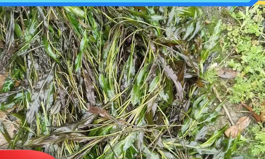 探秘沉水植物的品种（了解沉水植物的类型及特点）