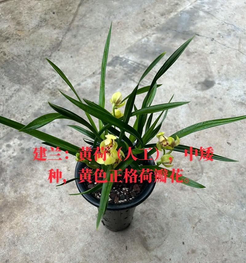 建兰不长叶子怎么办？解决方法全攻略（如何判断建兰缺乏营养？如何施肥？如何修剪？如何改变环境？）