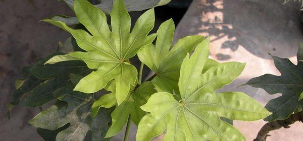 八角：一种独特的植物