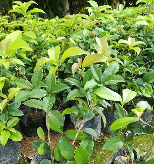 四季桂喜水植物简介（四季桂的特点、生长环境和养护方法）