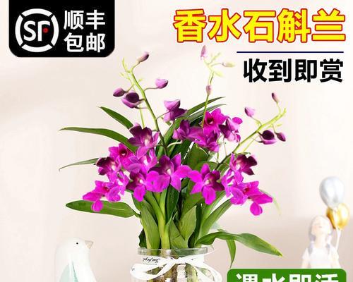四季兰花水养真的好吗？（如何科学地水养四季兰花）