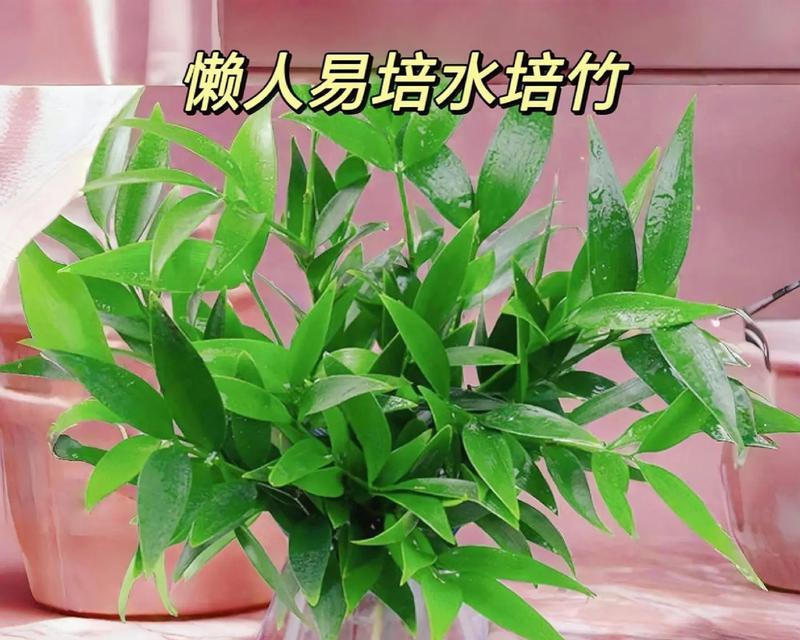 水栽植物养护全攻略（打造清新自然的水上绿色天堂）