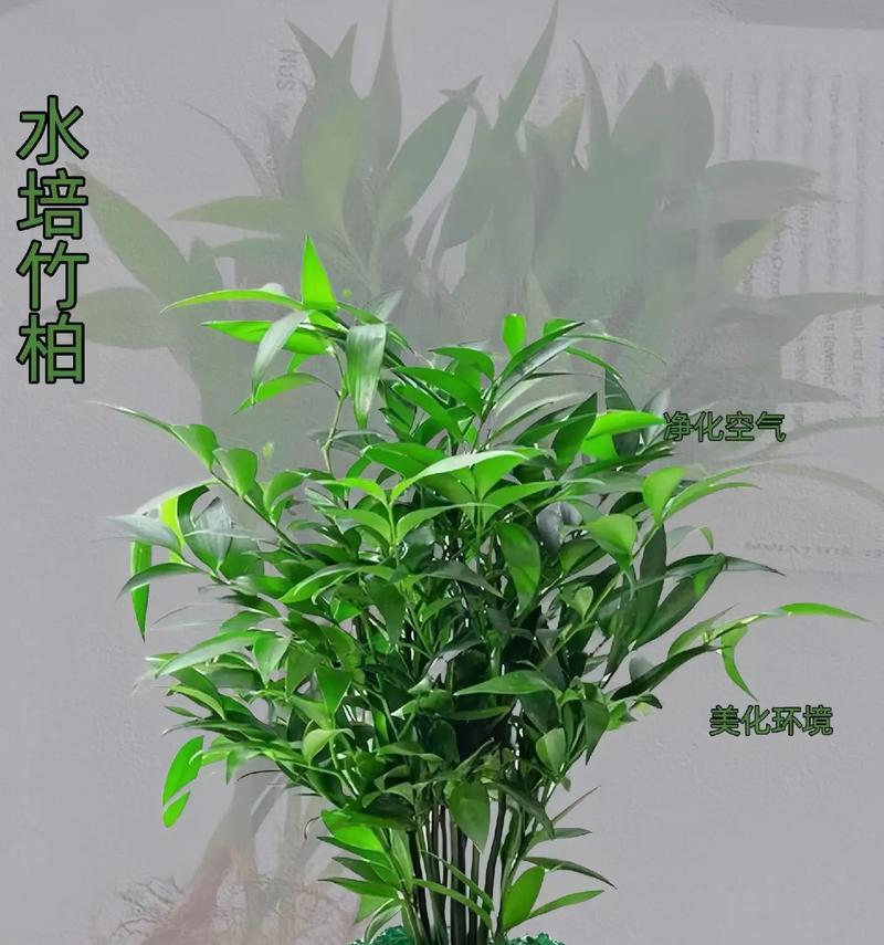 水培竹养护技巧（让你的水培竹更旺盛）