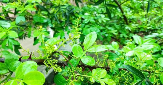 花椒落果的原因及应对之策（探究花椒落果原因，科学防治提升产量）