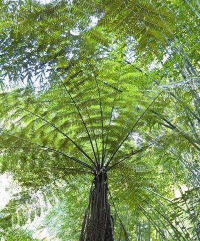探秘活化石植物的奇妙世界（活化石植物种类、特征及生态环境）