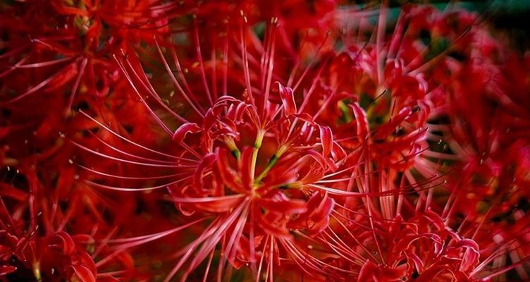 想见你——探究以相思草为主的花语（相思草的花语与传说，揭秘“想见你”的真正含义）