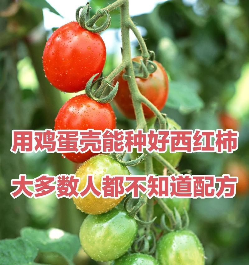 西红柿种植的时间和方法（从选种、施肥到收获，一篇全面介绍的指南）