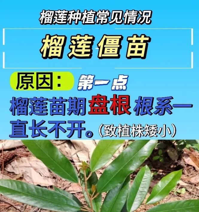甜瓜僵苗如何拯救（浅谈甜瓜僵苗处理方法及技巧）