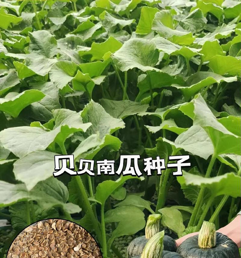 探究板栗的植物学特征（揭秘板栗是否属于种子植物及其分类特征）