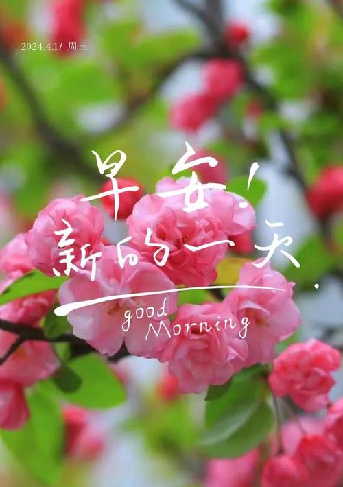 向阳花的秘密（揭开向阳花背后的正能量密码）