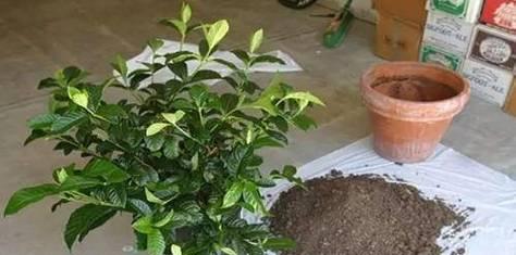 手把手教你养护刚买的栀子花，让它常开花常盛放！（栀子花养护全攻略，一个月内让它焕发生机！）