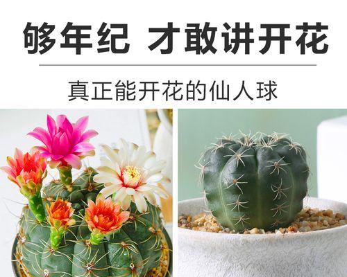 仙人球开花的美妙时刻（如何欣赏仙人球的绚丽之花？）