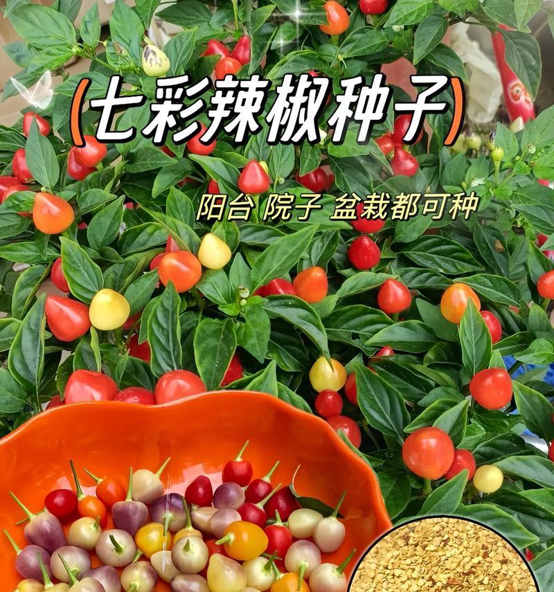 七彩椒开花不结果该怎么办？（解决七彩椒开花不结果的有效方法）