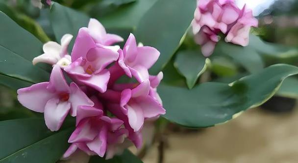 金边瑞香花苞开放时间解析（金边瑞香的花苞长成周期与措施）