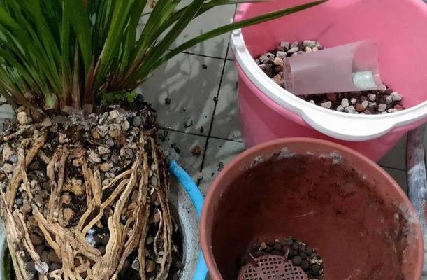 盆景换土全攻略（时间、方法、关键步骤一网打尽）
