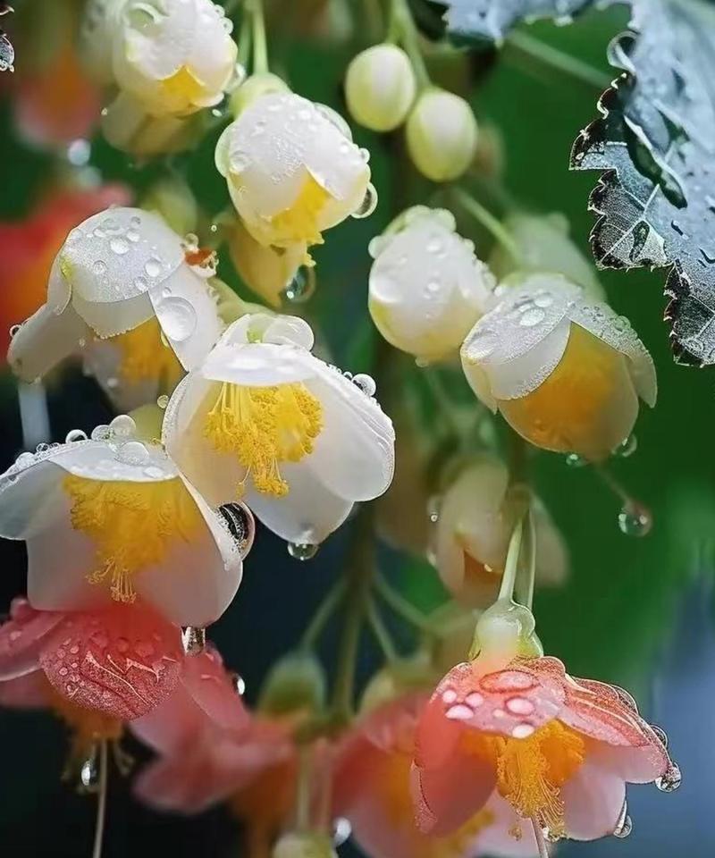 海棠花到底怕不怕冷？（探究海棠花的耐寒性及防寒措施）