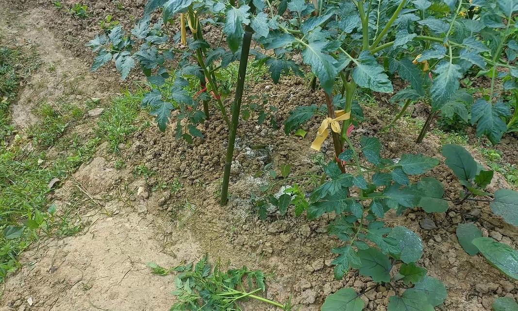 如何正确种植白苋菜？（白苋菜种植时间和方法详解）