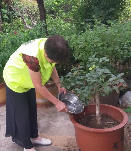 洗衣水可以浇花吗？（探究洗衣水对植物的影响与利用价值。）