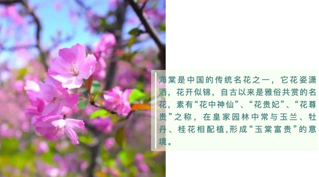 海棠花期——春天里的美丽（一场醉人的海棠盛宴）